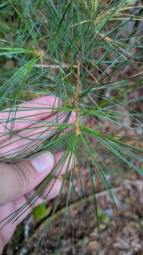Pinus strobus, photograph 2