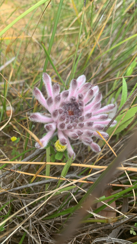 Petrophile linearis, photograph 2