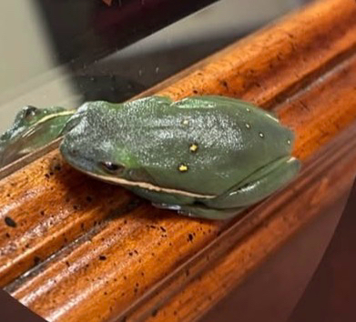 Green Treefrog