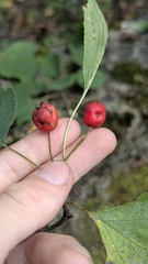 Crataegus coccinea, photograph author not stated, no rights reserved