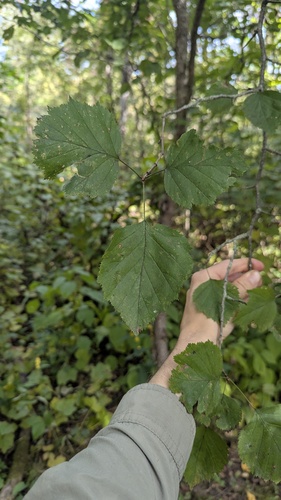 Crataegus coccinea, photograph 5