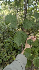 author not stated, no rights reserved Crataegus coccinea, photograph author not stated, no rights reserved