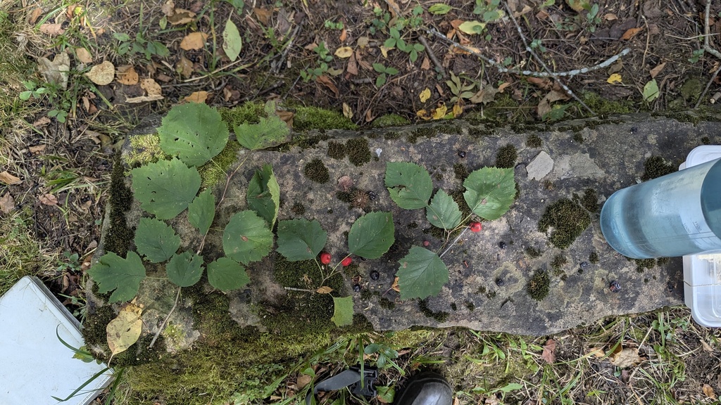 Crataegus coccinea; photograph author not stated, no rights reserved