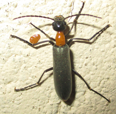 Lydomorphus strangulatus