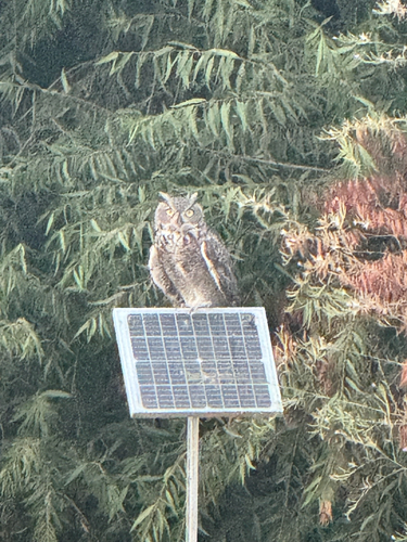 Great Horned Owl