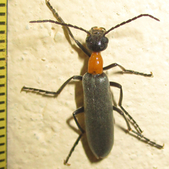 Lydomorphus strangulatus