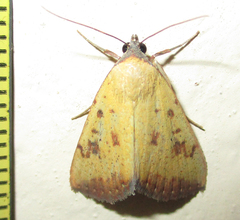 Phytometra subflavalis