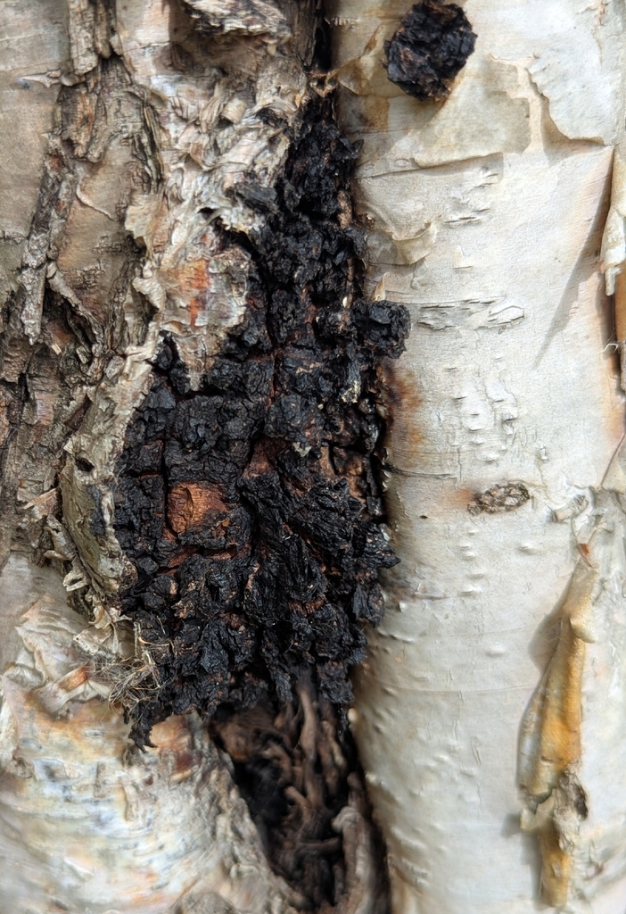 chaga · September 2026 · photo: Photo: no rights reserved · iNaturalist