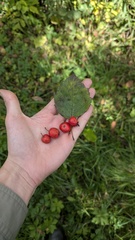 Crataegus coccinea