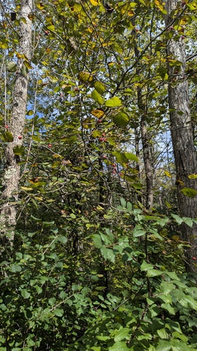 Crataegus coccinea, photograph 3