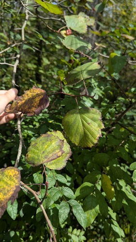 Crataegus coccinea, photograph 4
