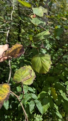 author not stated, no rights reserved Crataegus coccinea, photograph author not stated, no rights reserved