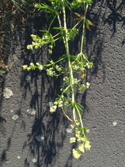 Galium mollugo