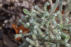 Cryptantha