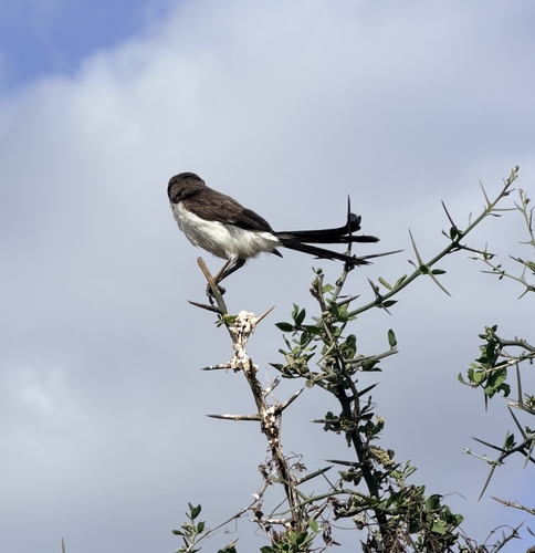 iNaturalist image