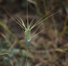Aegilops biuncialis