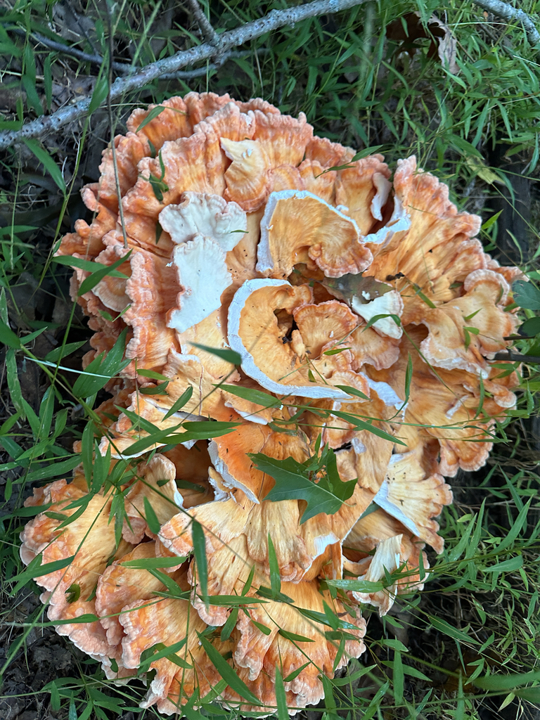 White-pored Chicken of the Woods · September 2026 · photo: Photo: (c) Richard Jacob, some rights reserved (CC BY) · iNaturalist