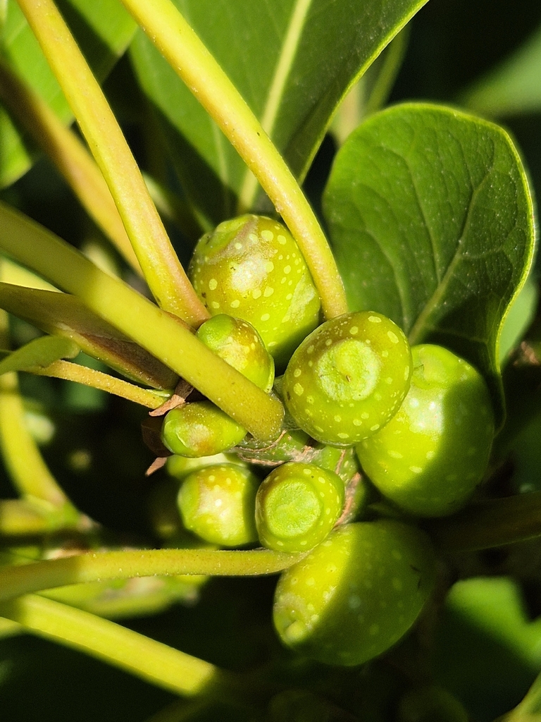 Ficus enormis (Ficus enormis)