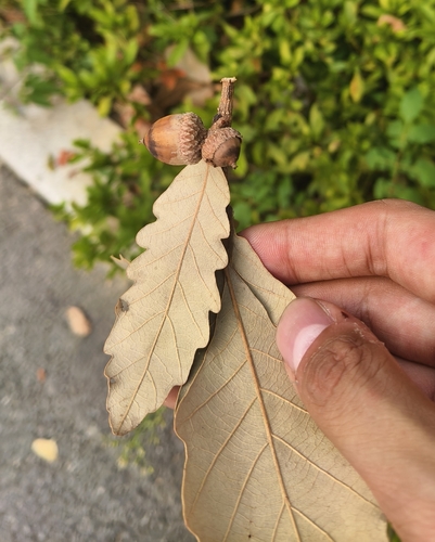 Quercus fabrei observed 2026-09-26