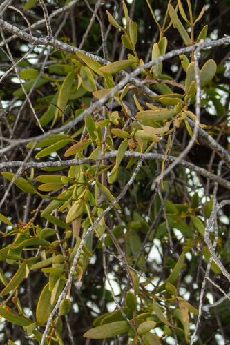 Amyema miraculosa, 2026-09-25