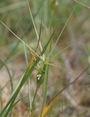 Aegilops biuncialis
