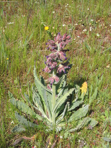 Anchusa undulata (Anchusa undulata)