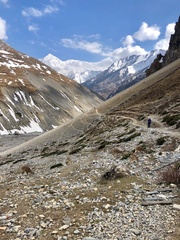 Pseudois nayaur