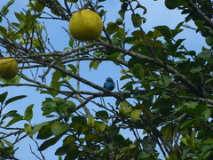 Stilpnia nigrocincta