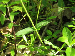 Phlox divaricata divaricata