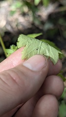 Sanicula canadensis, photograph author not stated, no rights reserved