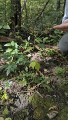 Sanicula canadensis, photograph author not stated, no rights reserved