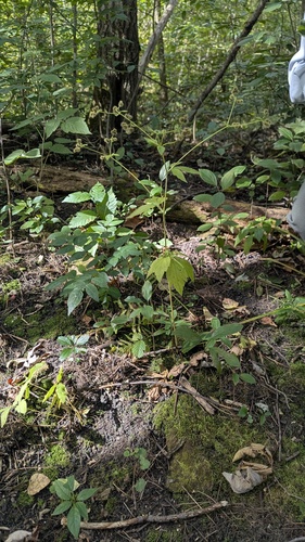 Sanicula canadensis, photograph 2