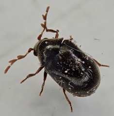 Dorcatoma dresdensis