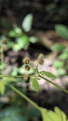 Sanicula canadensis