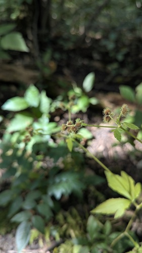 Sanicula canadensis, photograph 4