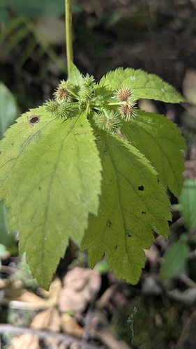 Sanicula canadensis, photograph 3