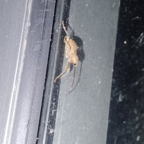 Chestnut Weevil