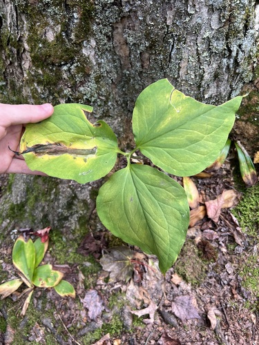 Trillium undulatum observed 2026-09-26