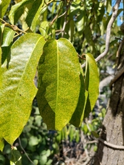 Parsonsia straminea