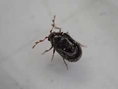 Dorcatoma dresdensis