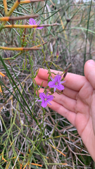 Thysanotus manglesianus