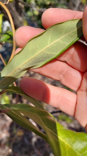 Parsonsia straminea, photograph 5