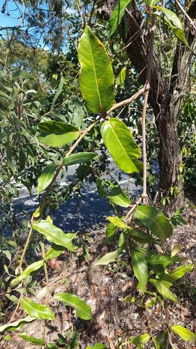 Parsonsia straminea, photograph 6