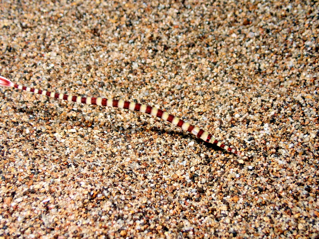 Banded Pipefish