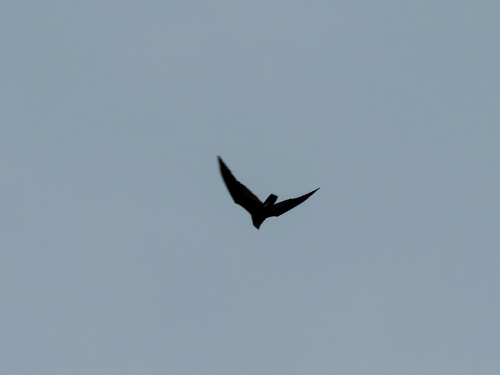 iNaturalist image