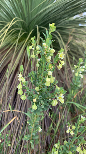 Phyllanthus calycinus
