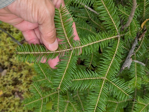 Abies balsamea