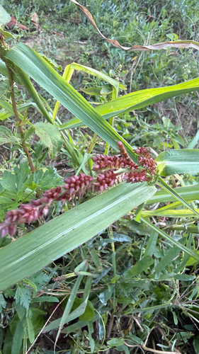 barnyardgrass