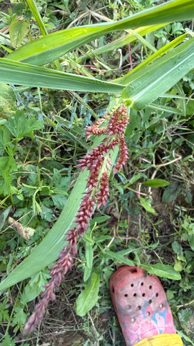Echinochloa crus-galli, photograph 2