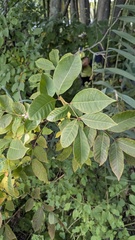 Toxicodendron vernix, photograph author not stated, no rights reserved